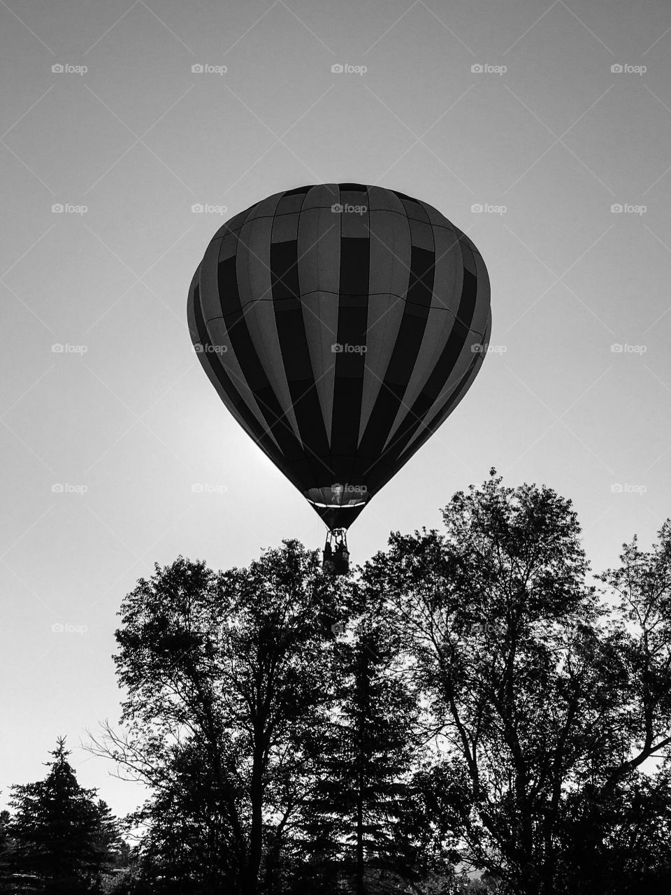 Backlit by the sun, black and white gives this capture a different look.  Hanging above the tree line. 