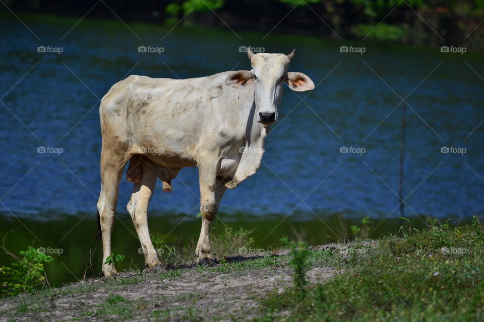 Cow in Amazon.