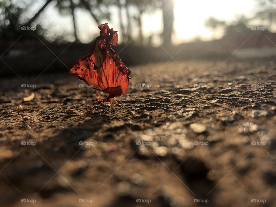 There is always something going on. We just need to look carefully and sometimes change our point of view. This is an working ant preparing for winter in Brazil. 