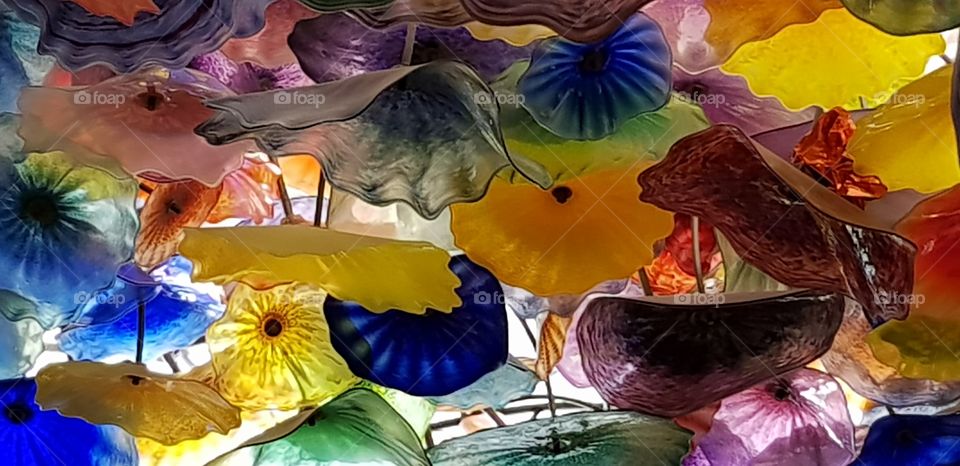 Colorful lotus leaves