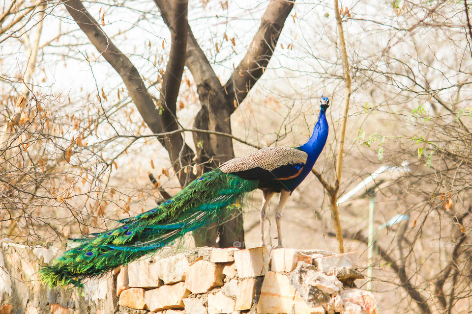 Peacock walking in the forest 