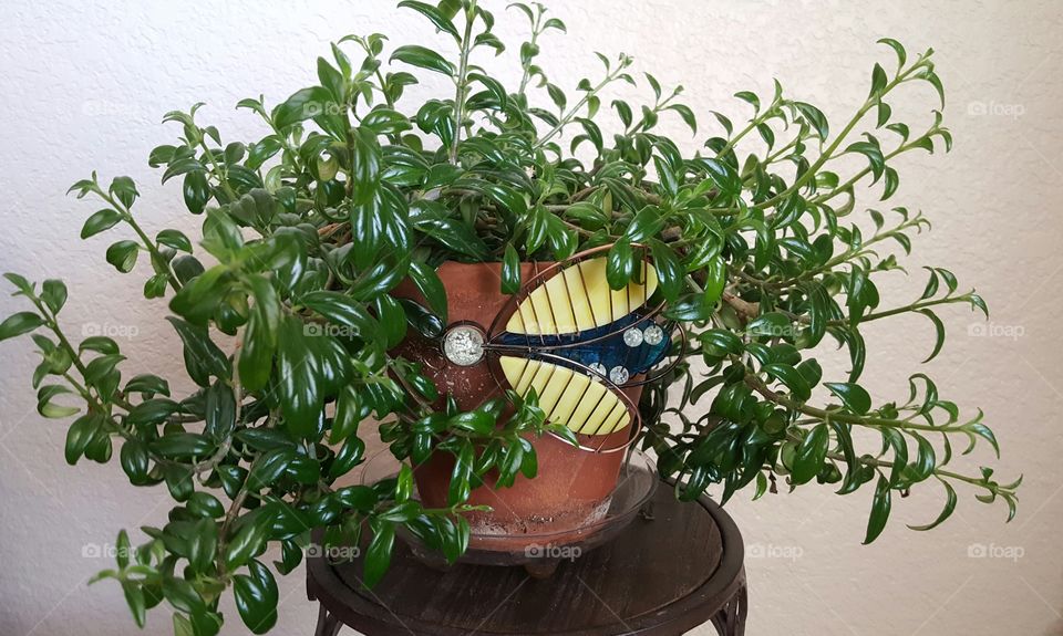 House plant with Bee decor