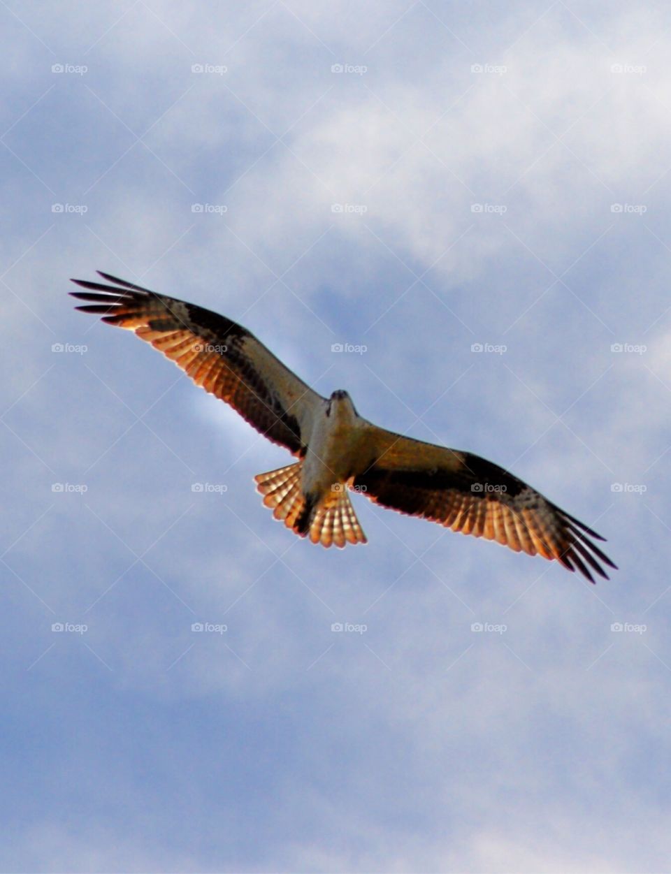 Ospreys up high 