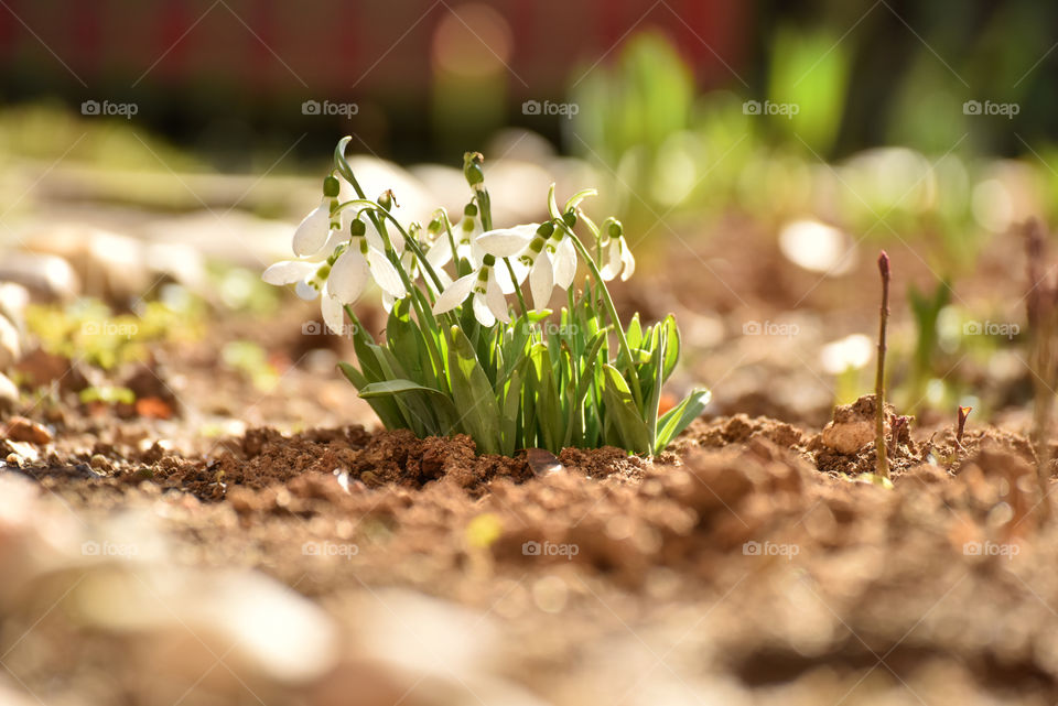 Snowdrops