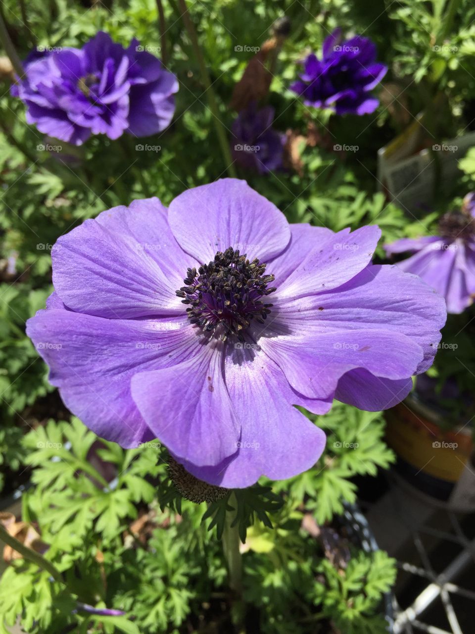 Close-up of purple flower