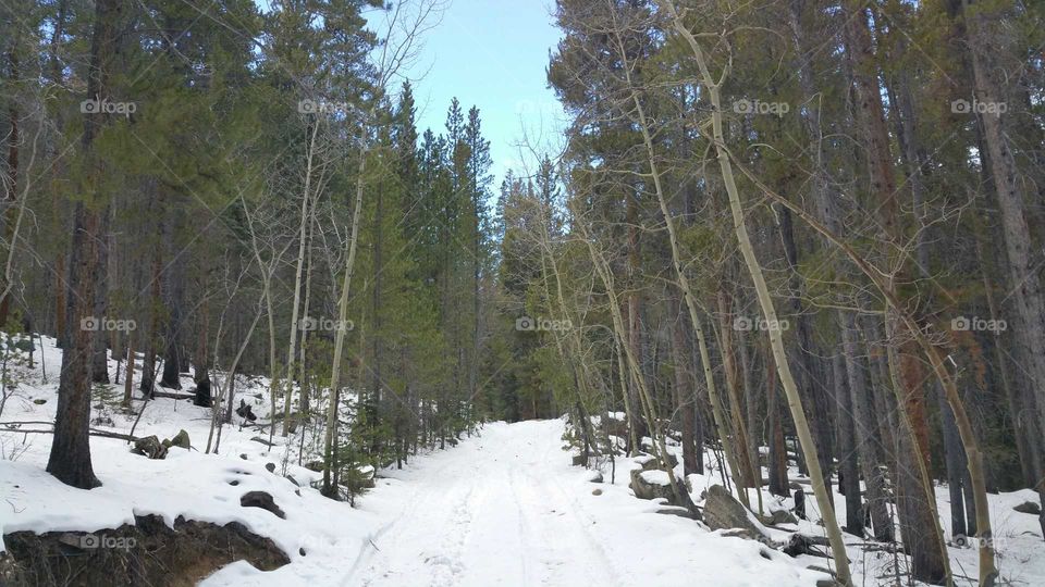 Pretty Trail surrounded by trees