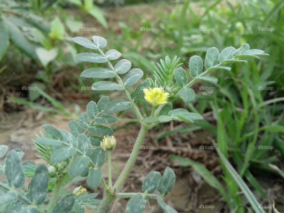 grass plant show seeds and flower in fields.