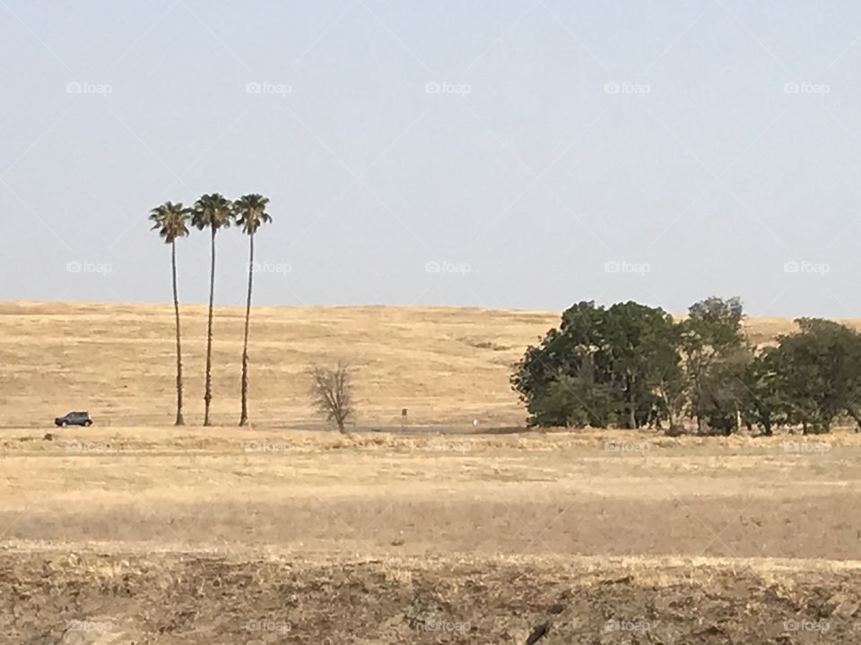 Lost Lake Recreation Area. Ample open field with trees, encompassing the three tall palm trees. It is all natural.