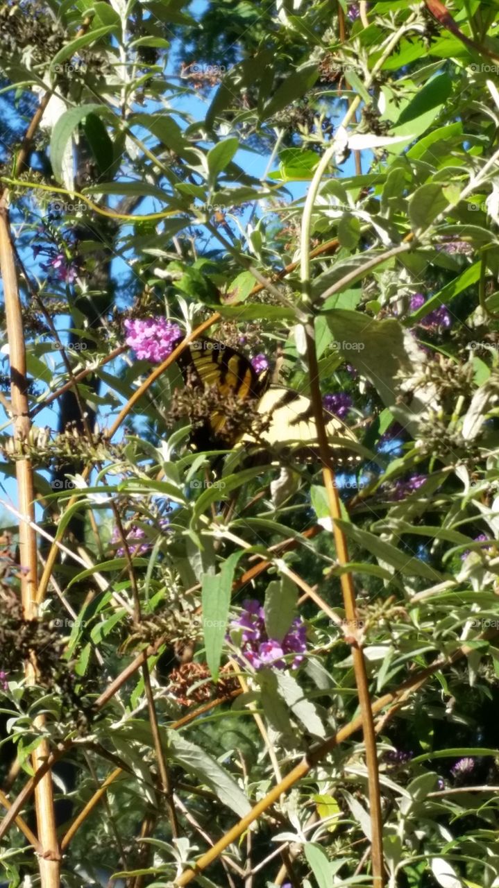 monarch butterfly in flowers. monarch butterfly fluttering around the flowers