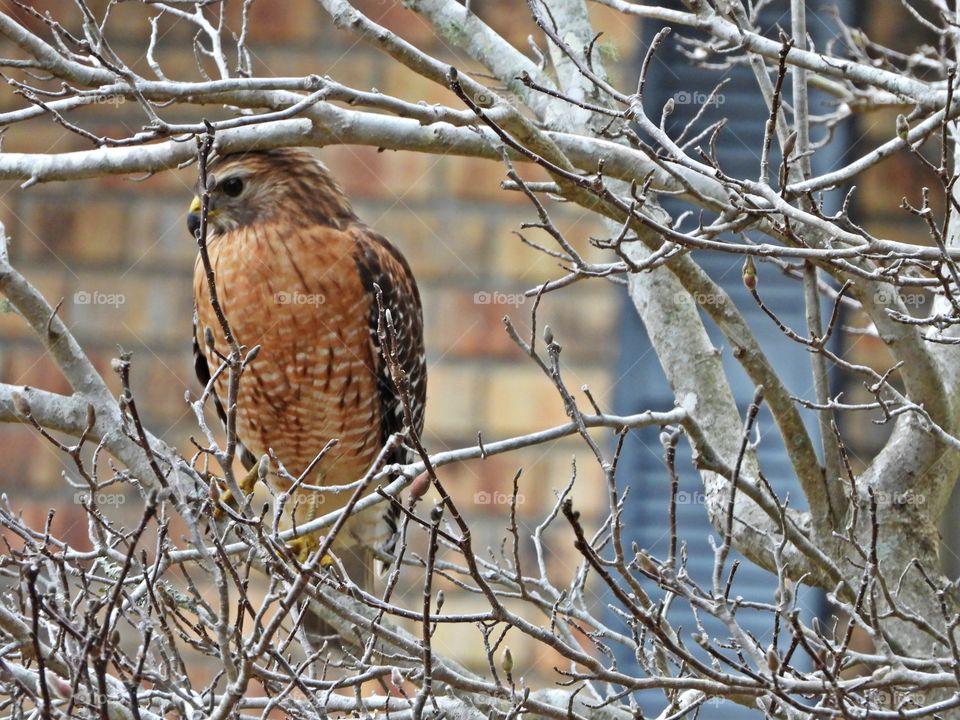  Red-tailed Hawk perched in a Chinese Magnolia tree looking to for his next meal
