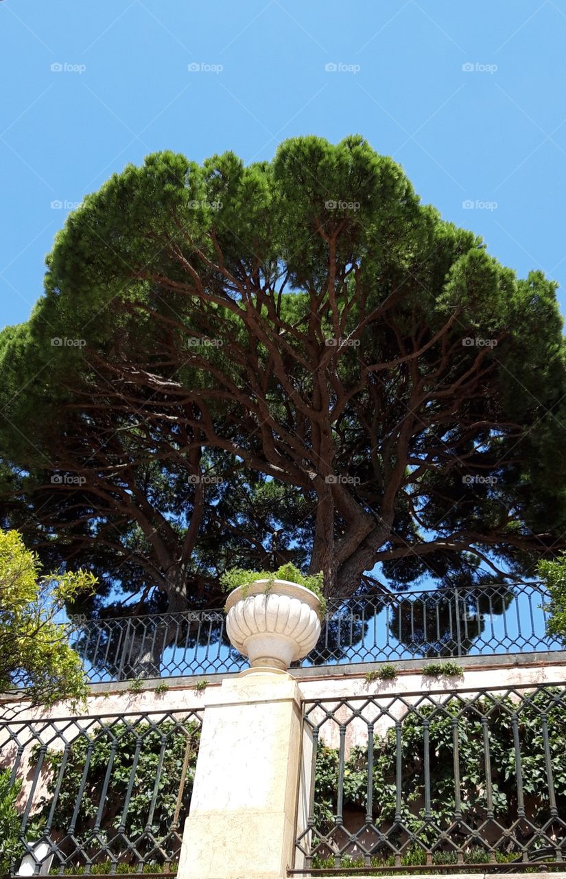tree in Lisbon botanical garden