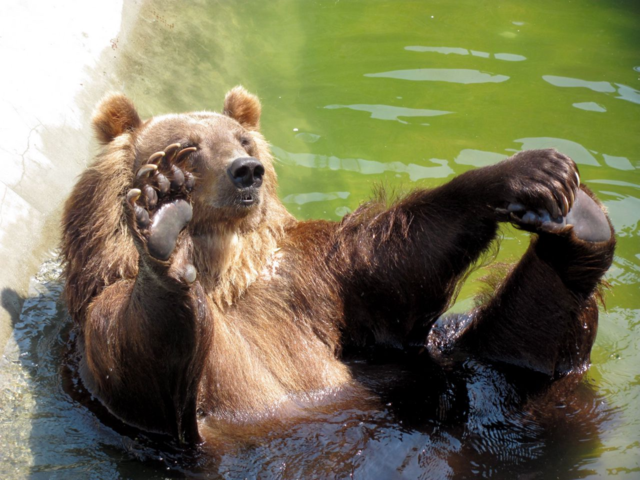 Play, bear 
