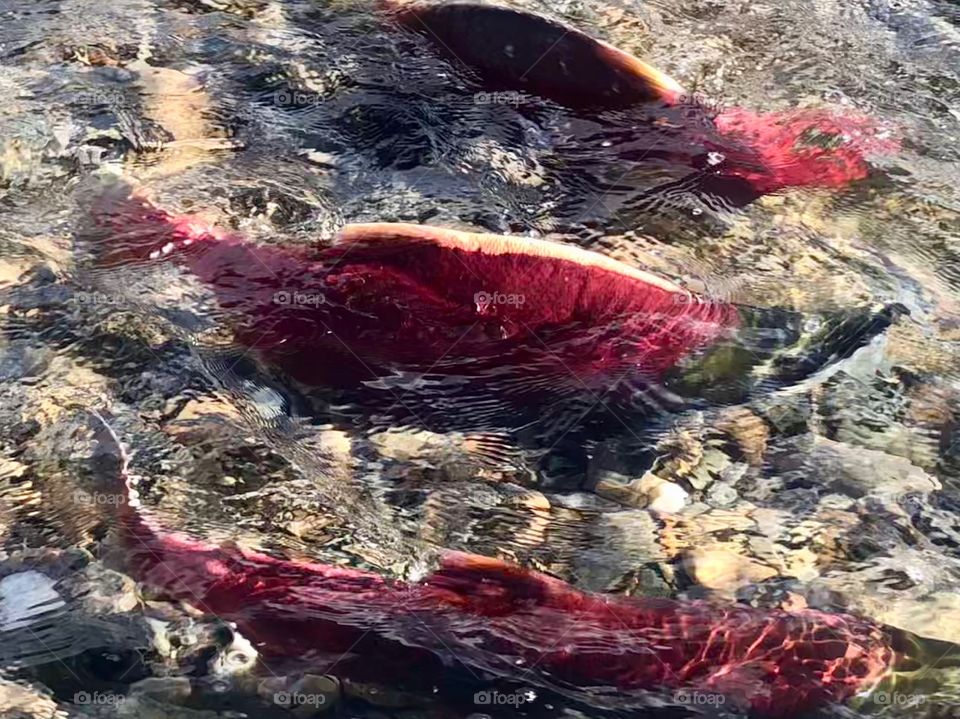 Spawning sockeye salmon in the shallows of the Adams River in the Interior of British Columbia. These fish swam 500 kilometers from the Pacific Ocean up the Fraser and Thompson Rivers. 