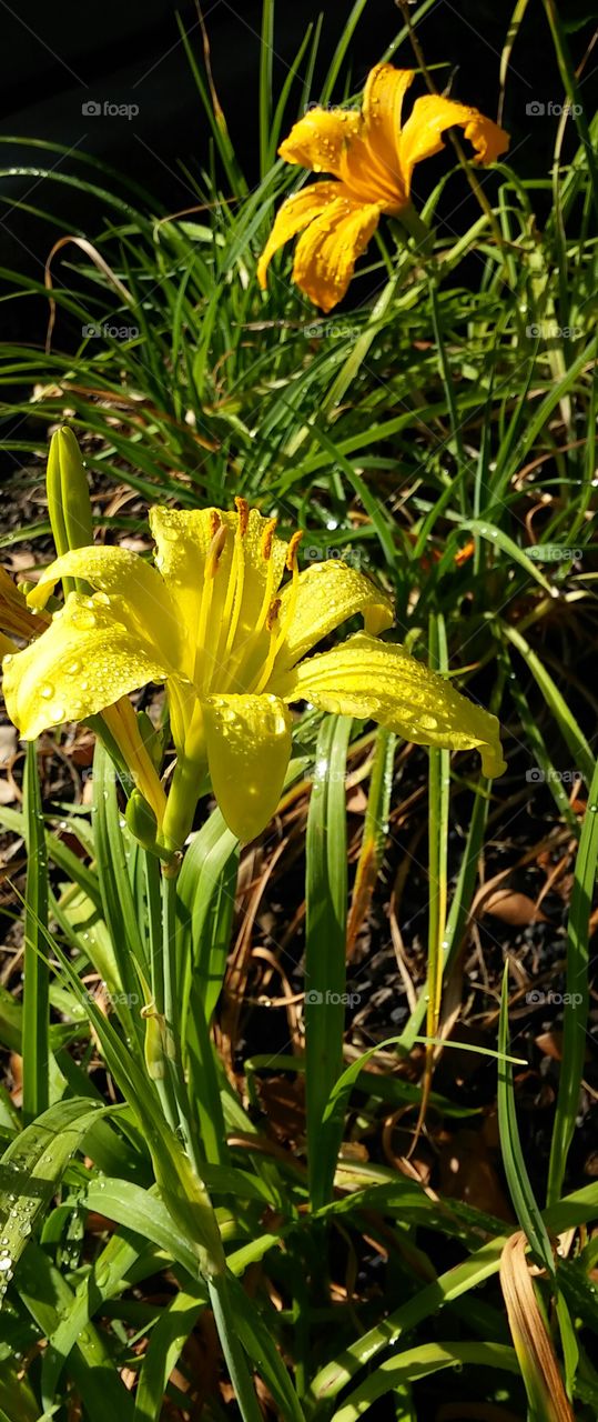 Nature, Flower, Flora, Garden, Leaf