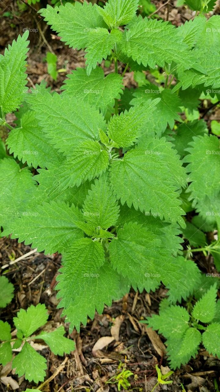Nettle leaves are beautifully green