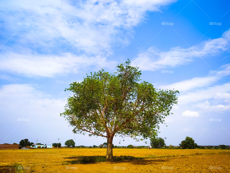 Tree on field against sky.in Rajasthan India