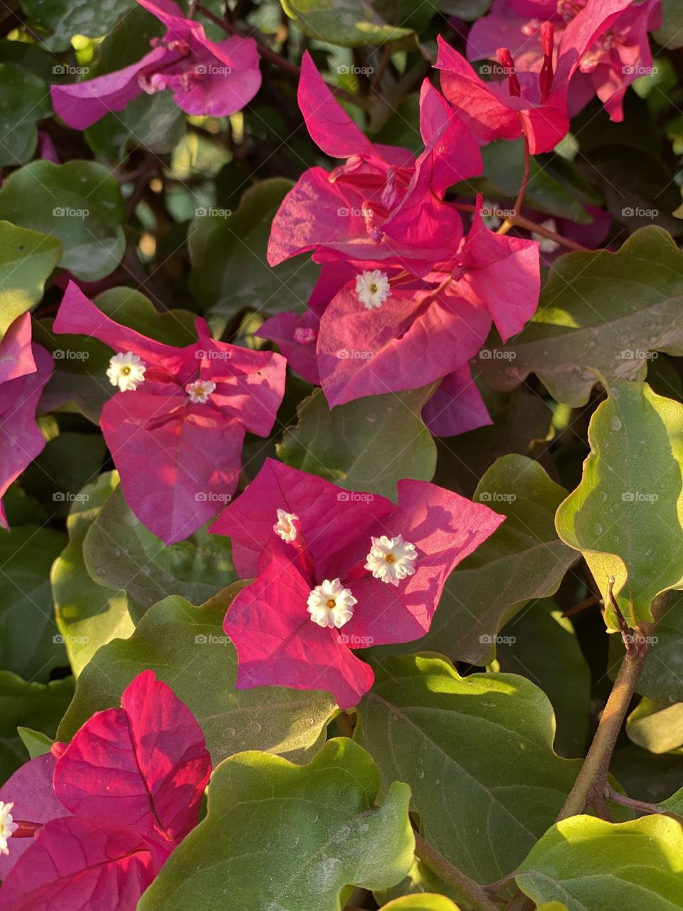 Pink flowers 