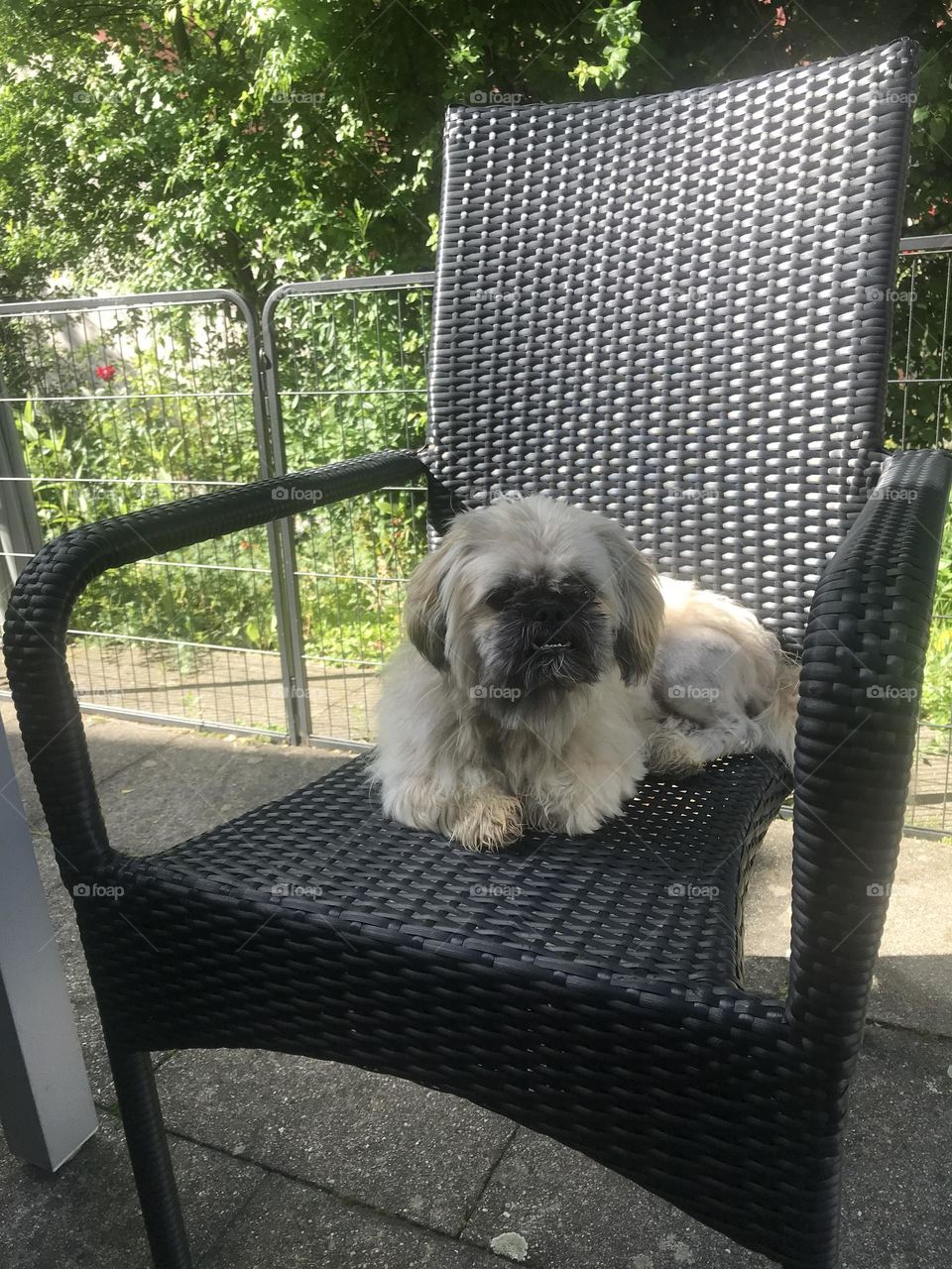 Shih-Tzu…Pet…Furbaby..