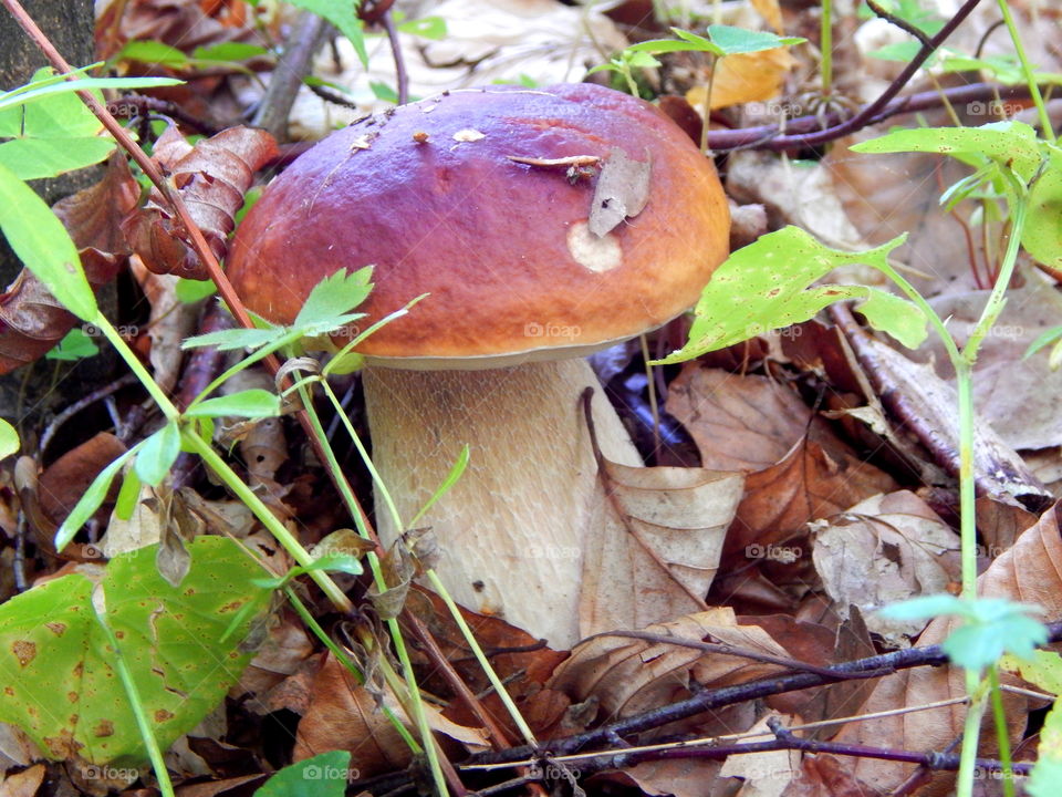 The king of the forest - beautiful Boletus