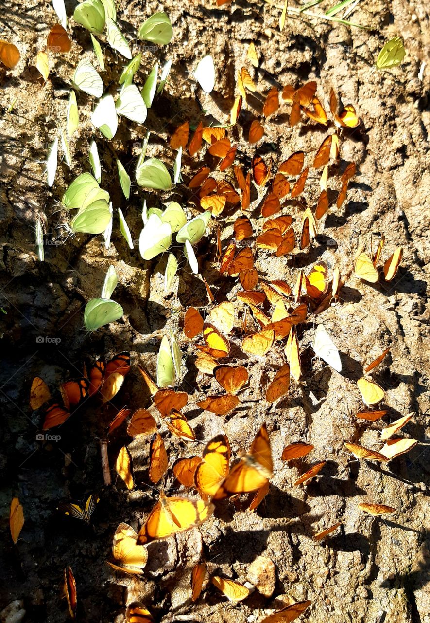 Reunião de borboletas coloridas e festivas na beira do riacho.
