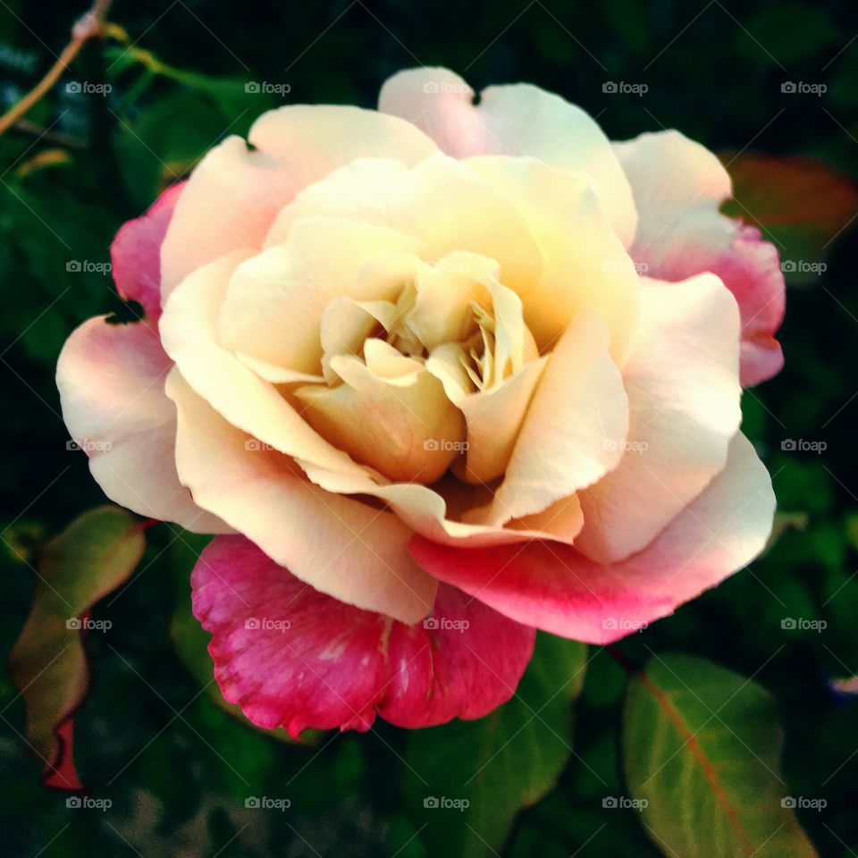 FOAP MISSIONS - Very beautiful flowers marking the year 2019. Long live nature!  And the perfection of the petals of this rosebud? / Flores muito bonitas marcando o ano de 2019. Viva a natureza! E a perfeição das pétalas desse botão de rosa?