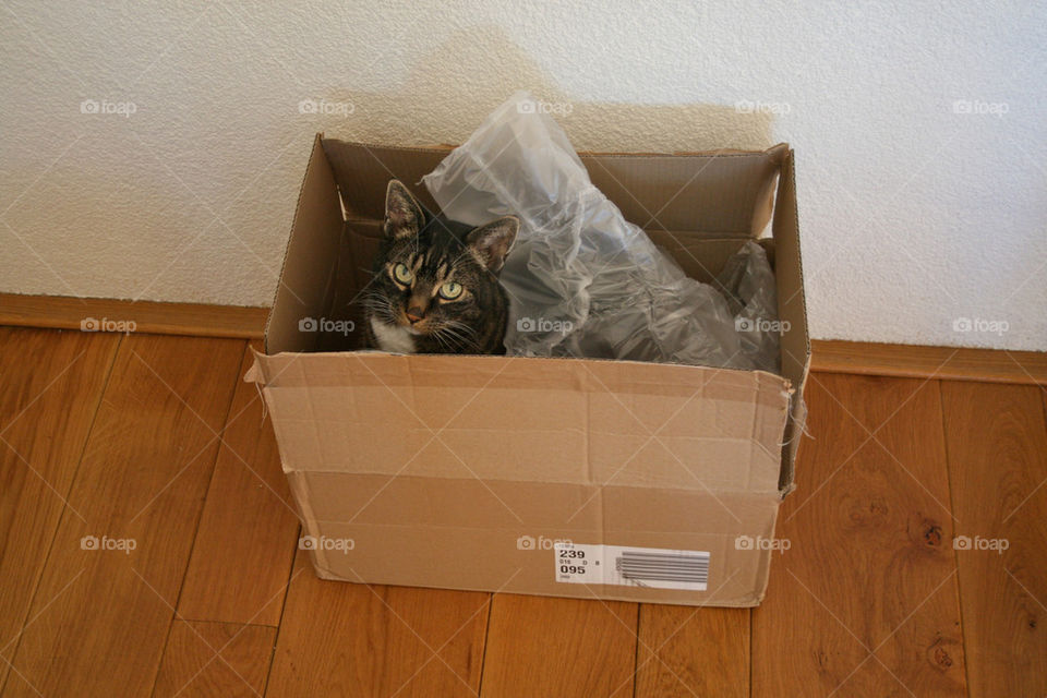 Cat in the box
