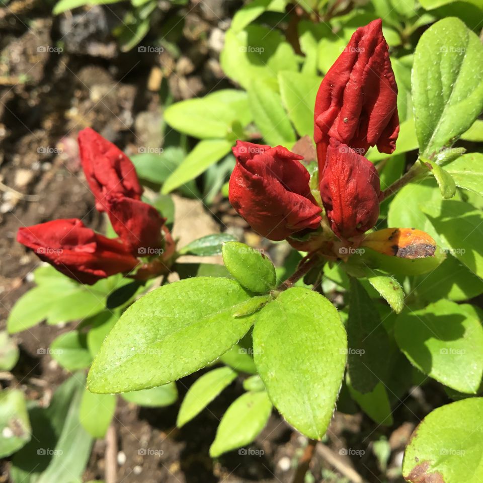 Red Azalea buds