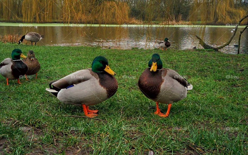Two male ducks