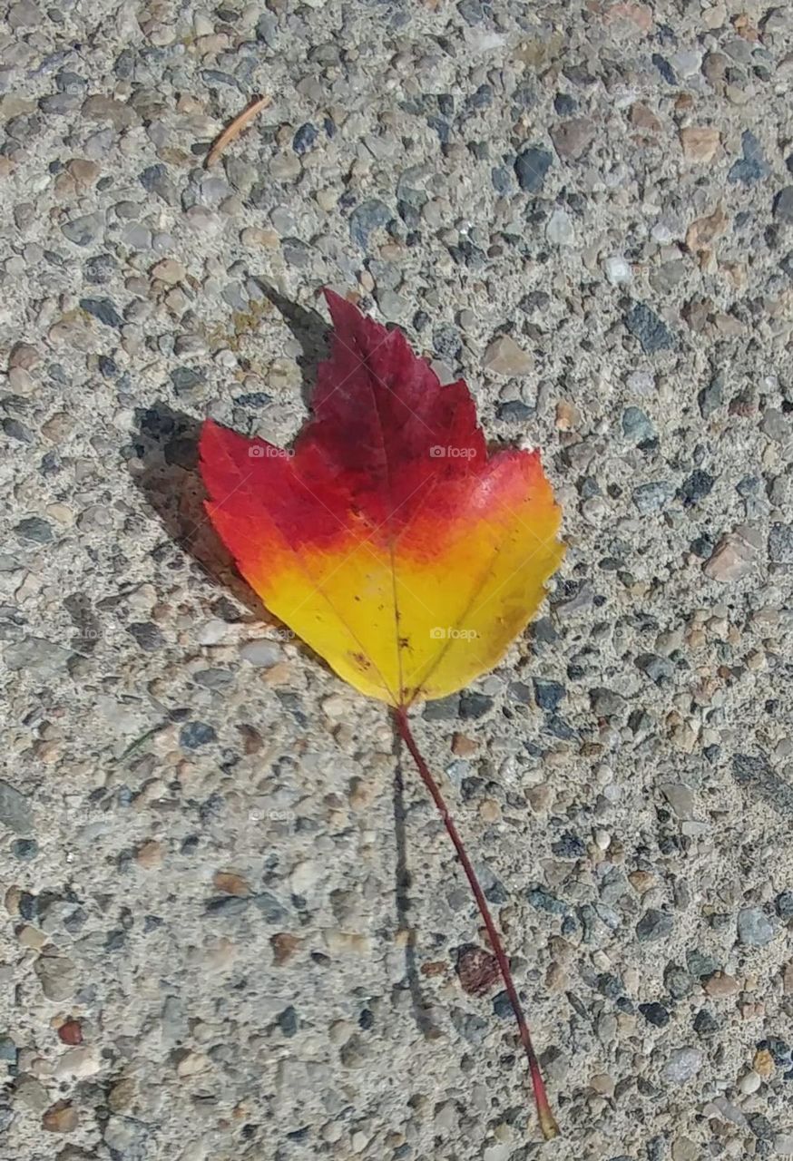 Leaf