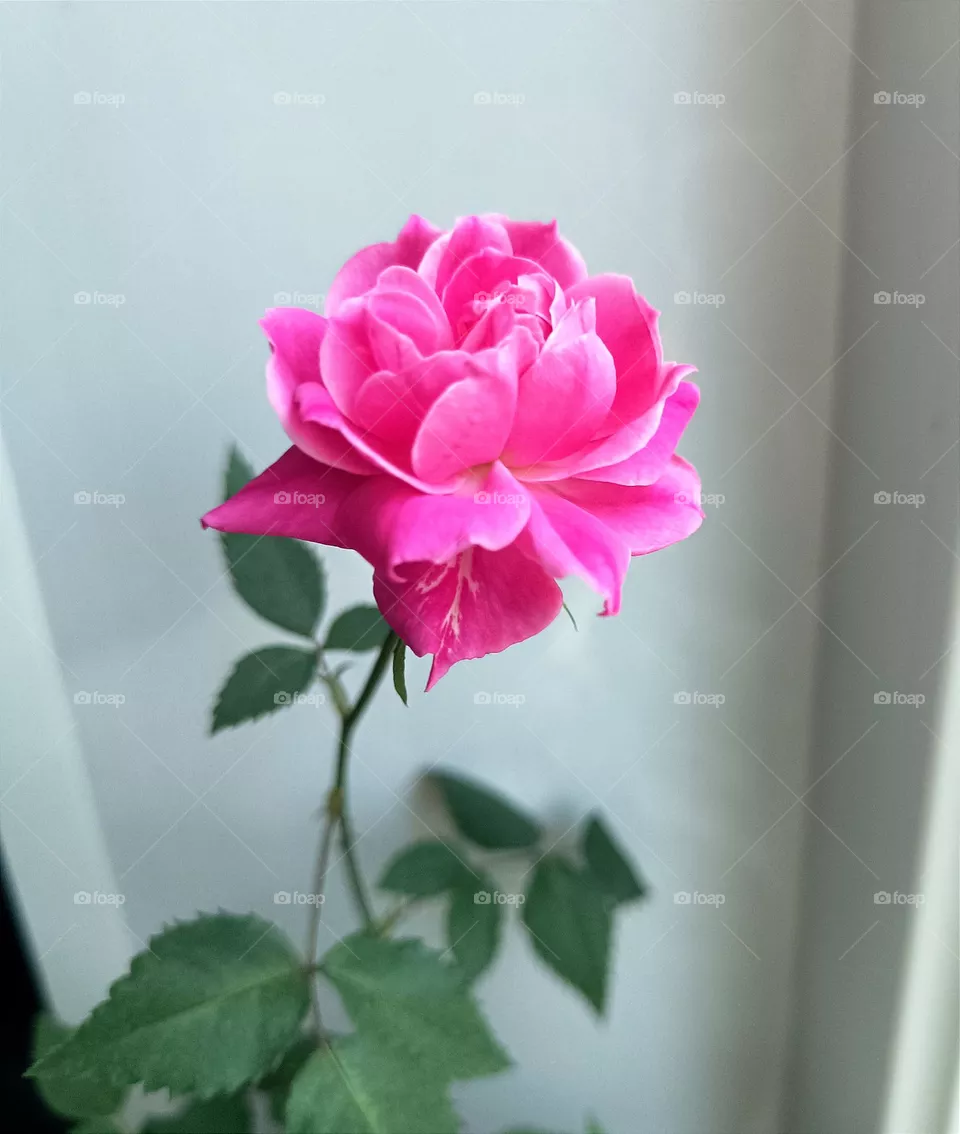 Indoor rose
