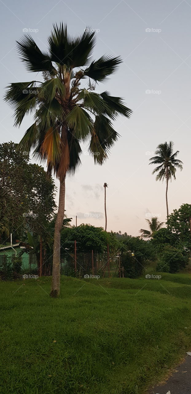 Types of palm trees in Rabaul town, PNG.