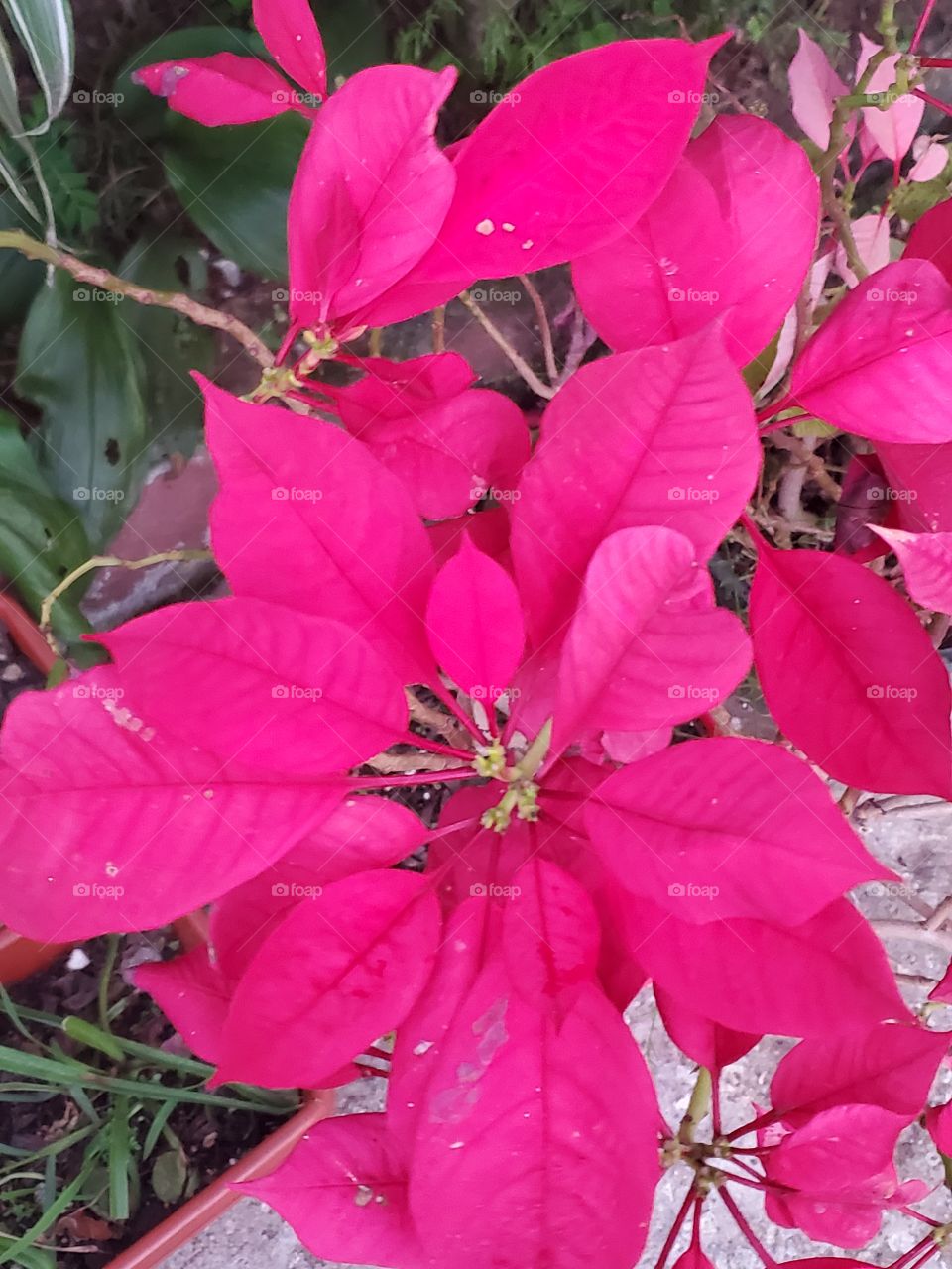 beautiful poisenttia