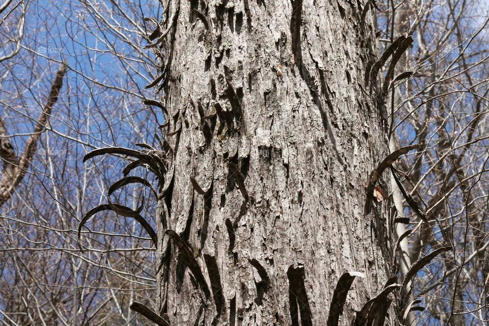 Curled Bark