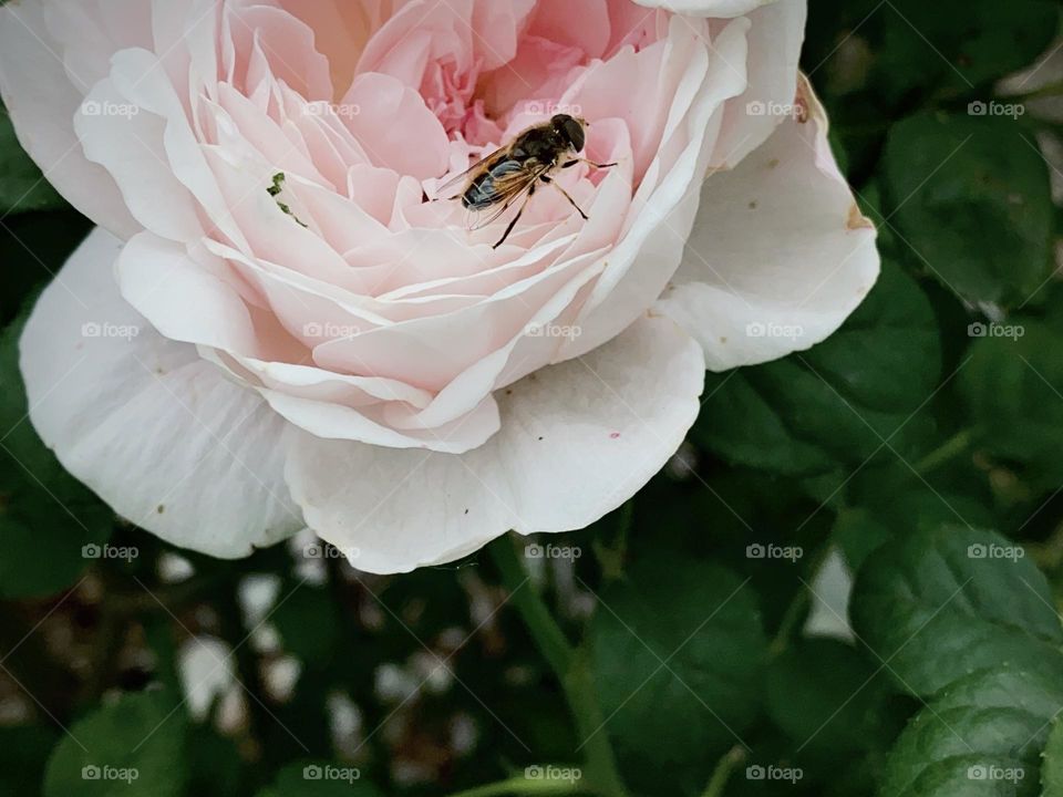 One fly landed on a pink rose flower blossom in the botanical garden New York. 