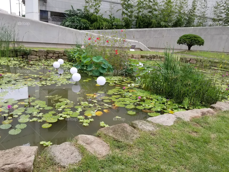 Pond