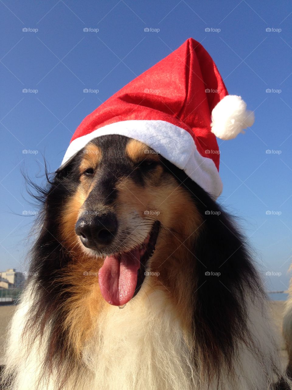 My collie dogs  Lassie and Candy wearing a xmas hat, enjoying the autumn on the beach and celebrating the upcoming holidays waving hello 