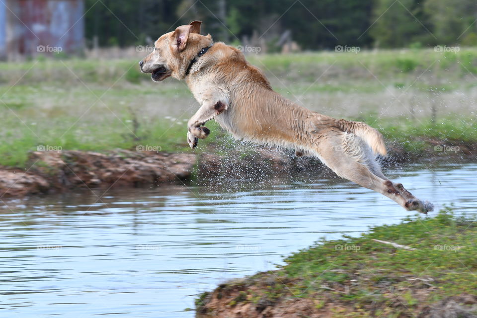 Dog in flight