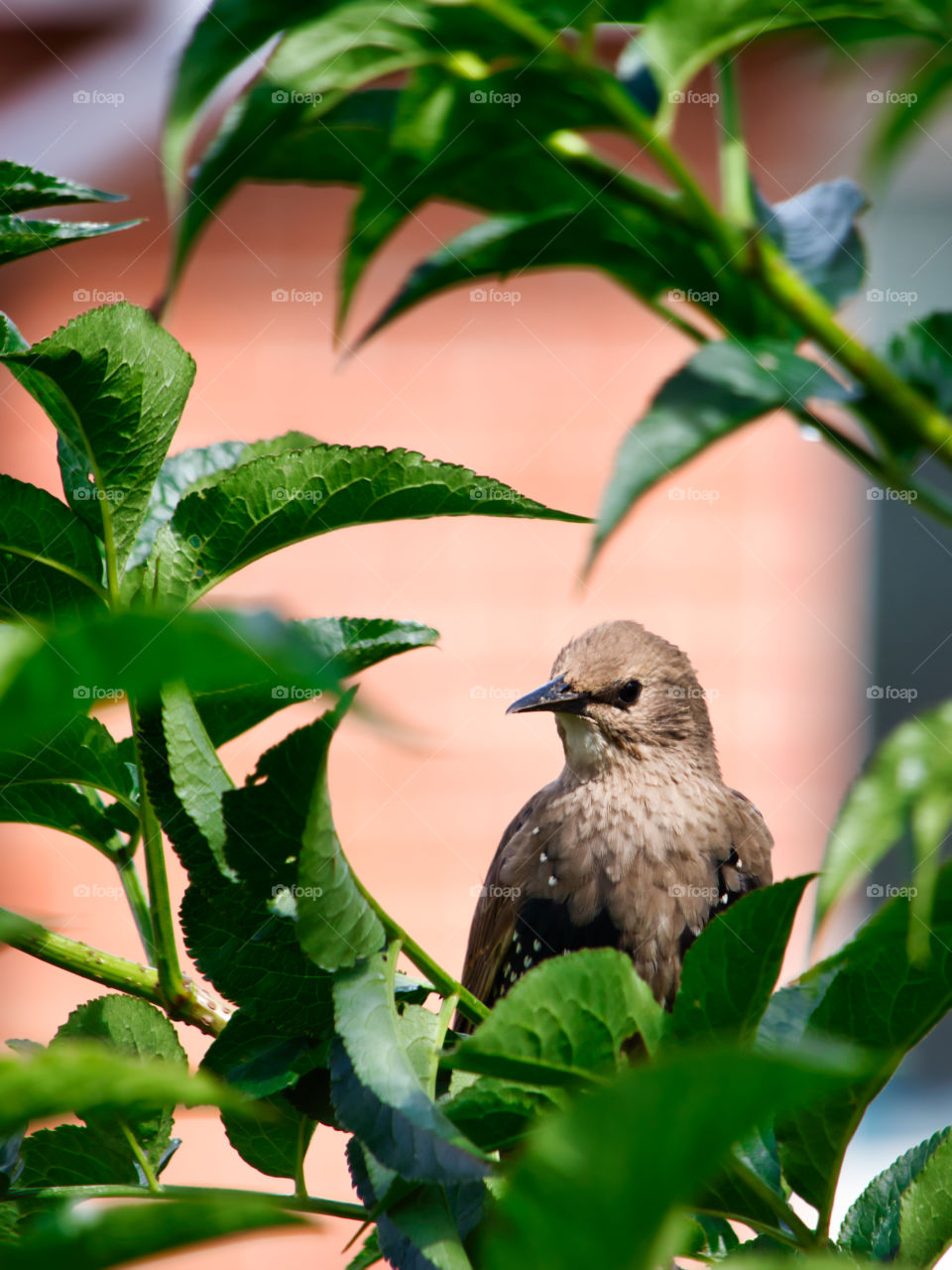 Baby starlings in the bushes