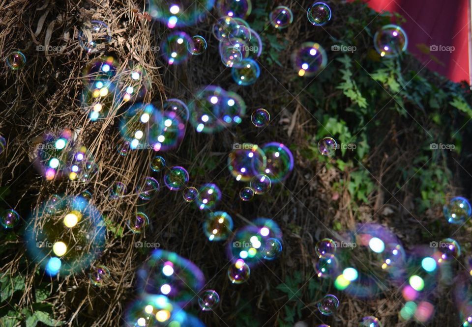 Bubbles 