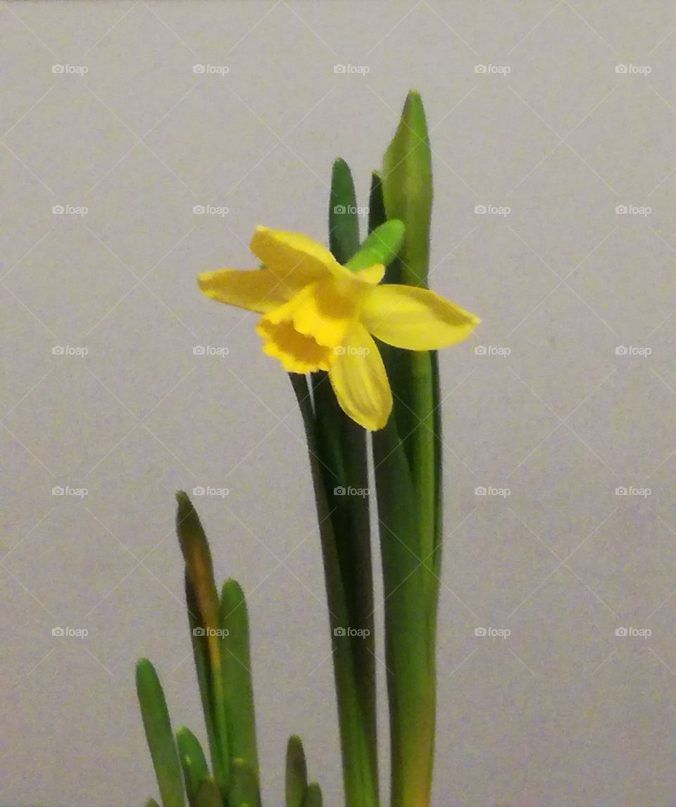 Narcissus. Waiting for spring