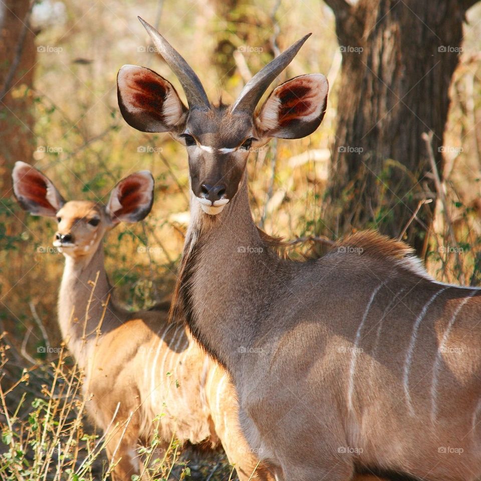 Portrait of a bongo antelope