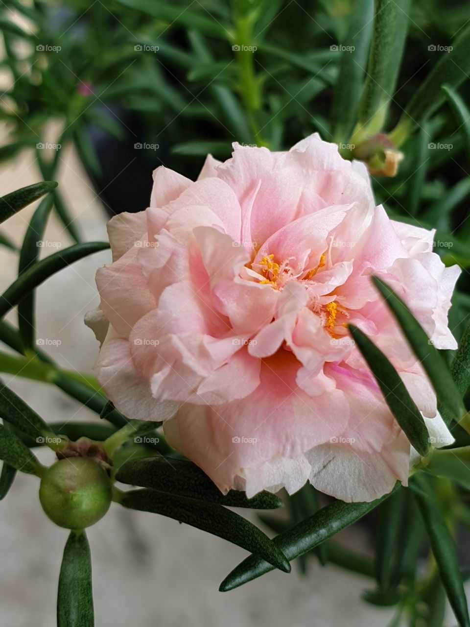 the portulaca grandiflora