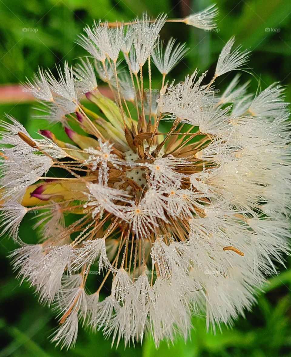 frosted Dandilion flower