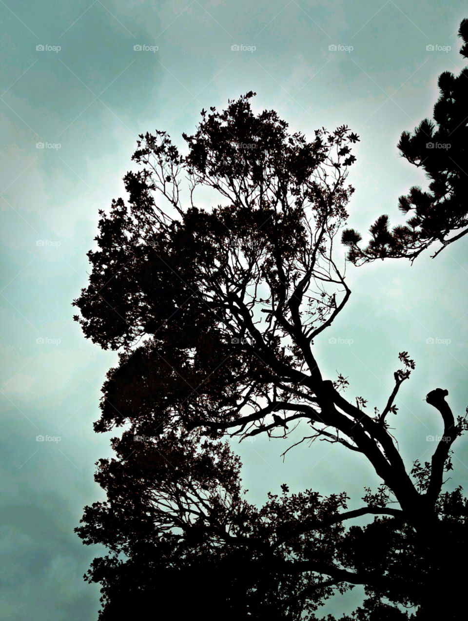 Tree Silhouette