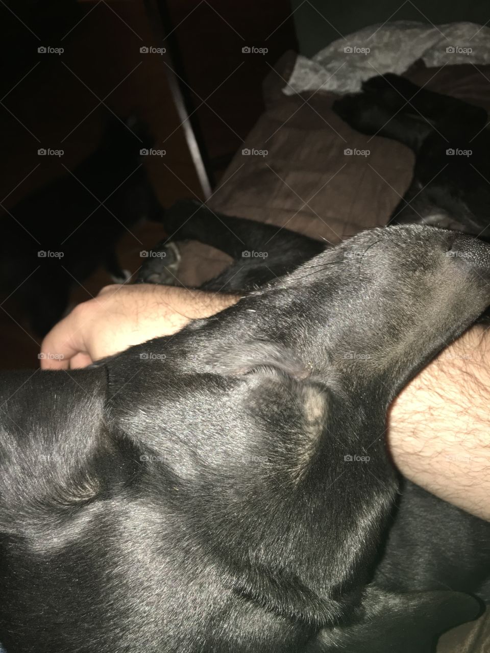 Dog, Pet, People, One, Canine