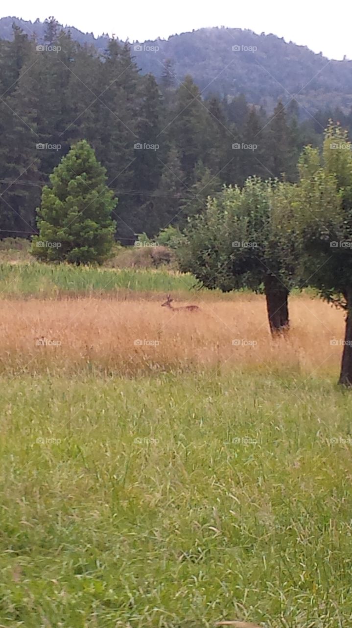 deer. drove through the redwood forest and spotted a deer from our vehicle! 