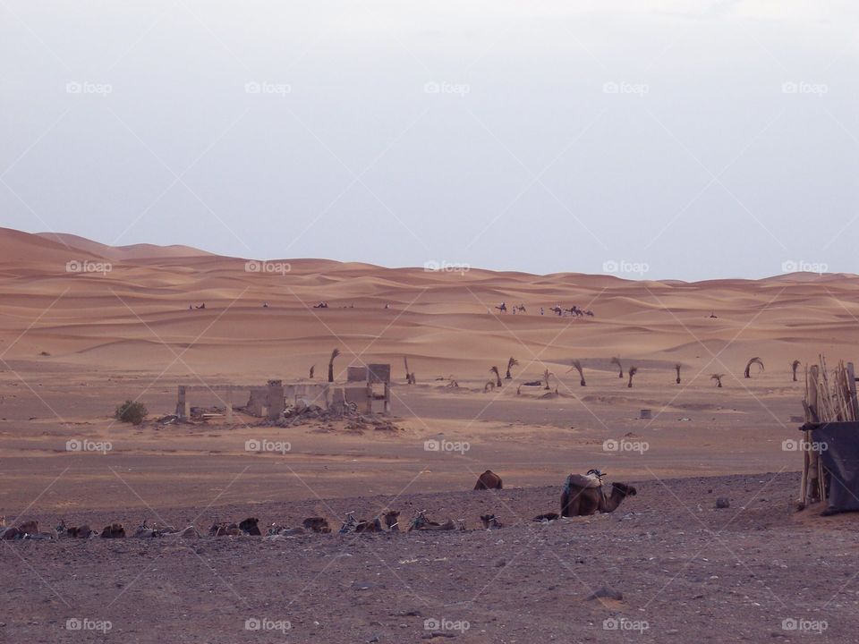 Camel  in the Moroccan desert