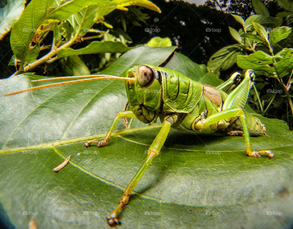 grasshopper