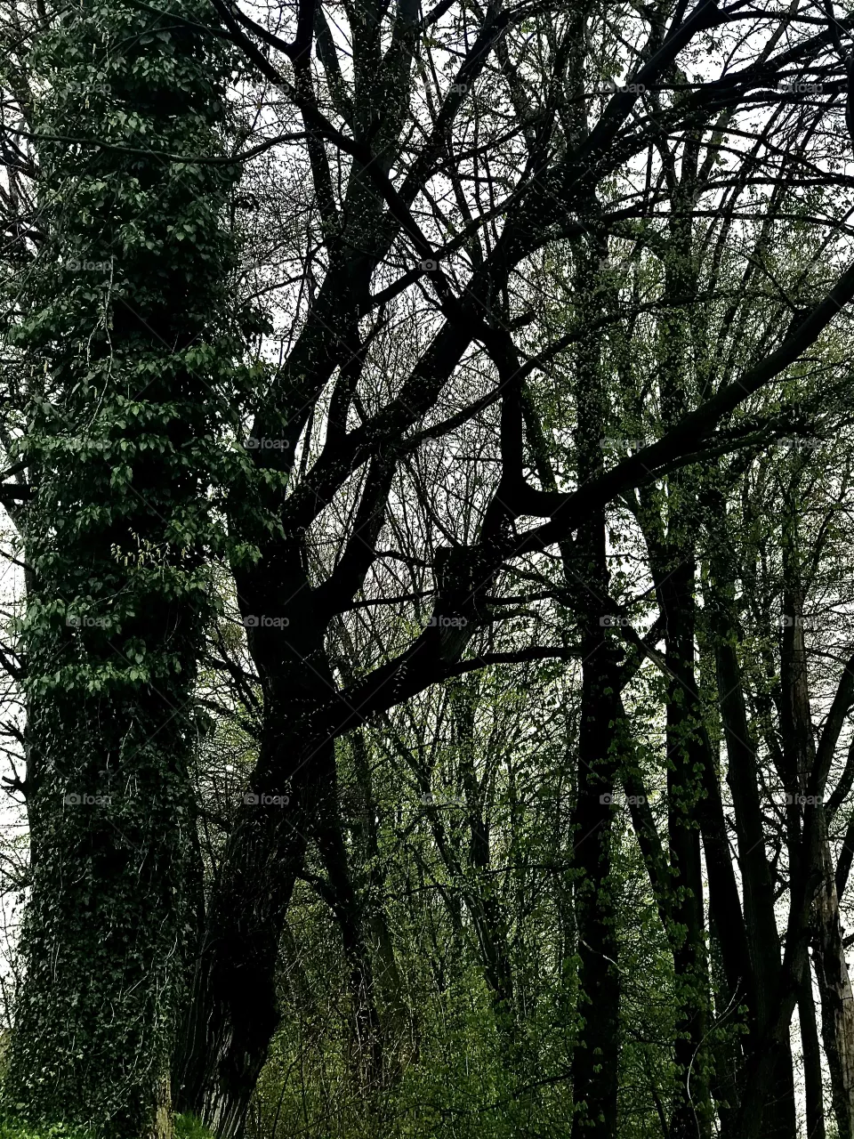Spring