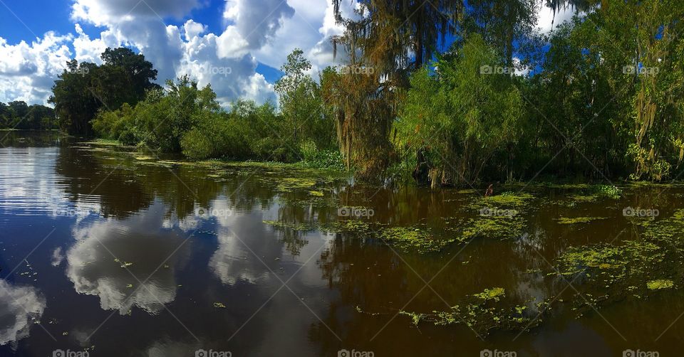 Swamp